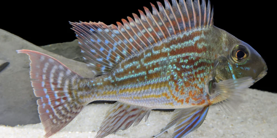 Geophagus Sveni (NOT A REAL AD)